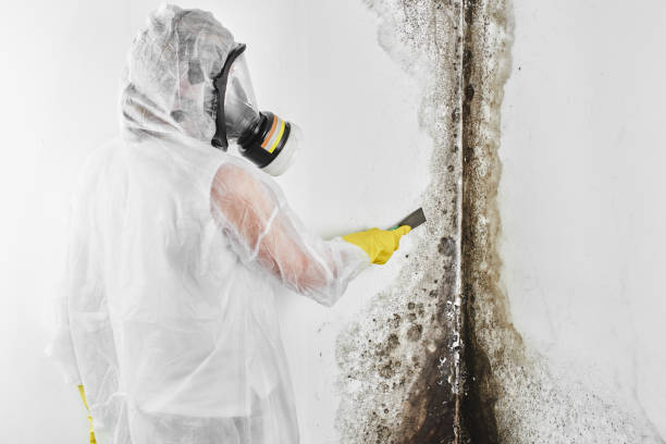 Best Professional Mold Removal  in Matamoras, OH
