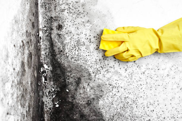 Best Crawl Space Mold Removal  in Matamoras, OH