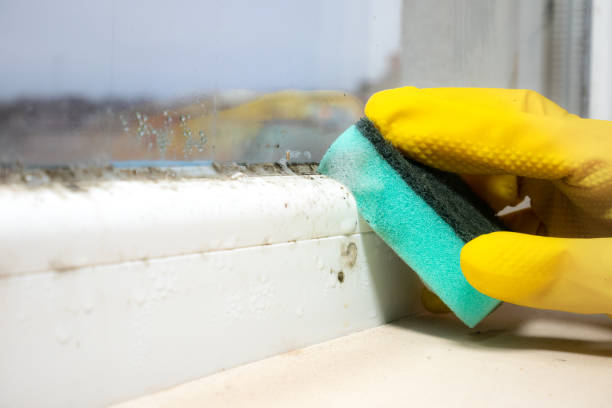 Best Certified Mold Removal  in Matamoras, OH