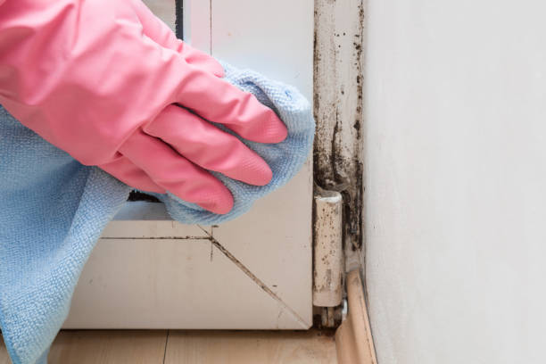 Best Attic Mold Removal  in Matamoras, OH